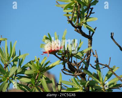 Comune Sugarbush (Protea caffra caffra) Plantae Foto Stock