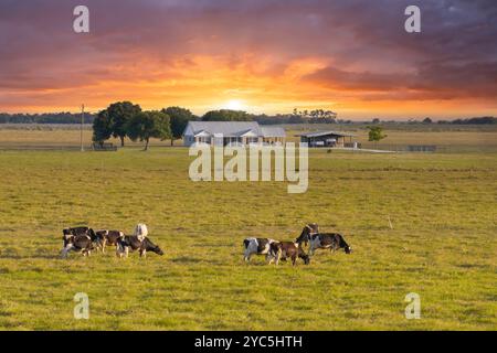 Mucche da latte all'aperto che pascolano su pascoli verdi vicino all'agriturismo. Alimentazione del bestiame su terreni agricoli erbosi. Foto Stock