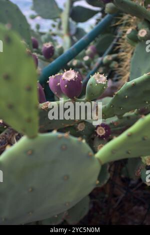 Fichi maturi sulla pianta visti da vicino Foto Stock