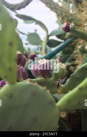 Fichi maturi sulla pianta visti da vicino Foto Stock