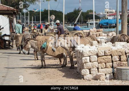 Gli asini sono carichi di pietre da costruzione nella città vecchia di Lamu. Il Donkey Sanctuary Kenya, affiliato al Donkey Sanctuary UK, si prende cura degli asini malati e istruisce i proprietari sulla corretta cura degli animali. Nella città vecchia di Lamu, dove gli asini sono stati essenziali per il trasporto fin dal XIV secolo a causa di strade strette non adatte ai veicoli, questi animali spesso affrontano il lavoro eccessivo, la crudeltà e l'esposizione a rifiuti di plastica dannosi. Gli sforzi del santuario mirano ad affrontare questi problemi, migliorando il benessere degli asini, che è cruciale per la comunità locale. Foto Stock