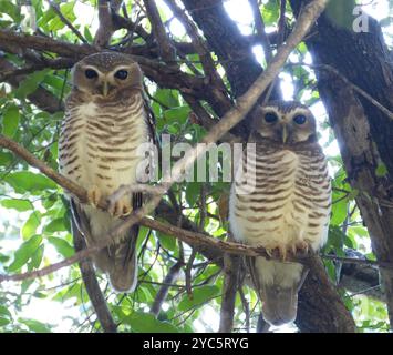 Aves (Athene superciliaris) gufo con sopracciglia bianca Foto Stock