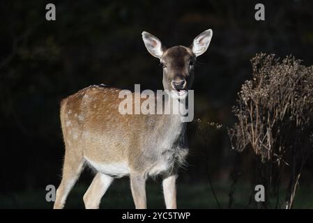 Immagine chiave bassa di un cervo incolto europeo (Dama dama) che guarda in camera mentre masticano, scattato in una foresta nello Staffordshire, Regno Unito, nel sole d'autunno Foto Stock