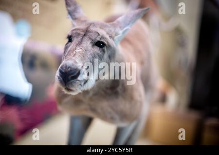 WASHINGTON DC, Stati Uniti — Un esemplare tassidermico di un canguro rosso (Osphranter rufus) mostra la più grande specie di marsupiali australiani. Il display illustra i potenti adattamenti che consentono a questi animali di percorrere lunghe distanze a una velocità sostenuta di 25 chilometri all'ora, con la possibilità di raddoppiare quella velocità quando minacciati. Questo campione dimostra la morfologia unica che consente la loro caratteristica locomozione saltellante. Foto Stock