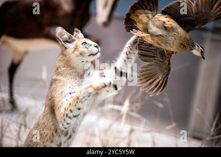 WASHINGTON DC, Stati Uniti — Un esemplare tassidermico di un serval (Leptailurus serval) dimostra i caratteristici adattamenti di caccia di questo gatto selvatico africano. L'esposizione enfatizza le orecchie tipicamente grandi della specie, che giocano un ruolo cruciale nel rilevare i movimenti delle prede nell'erba alta. Questo gatto africano di medie dimensioni esemplifica gli adattamenti specializzati per la caccia alle piccole prede attraverso l'udito acuto e le potenti capacità di salto. Foto Stock