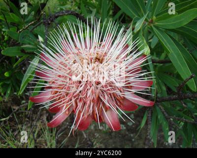 Comune Sugarbush (Protea caffra caffra) Plantae Foto Stock