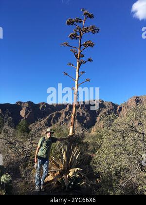 Havard's Century Plant (Agave havardiana) Plantae Foto Stock