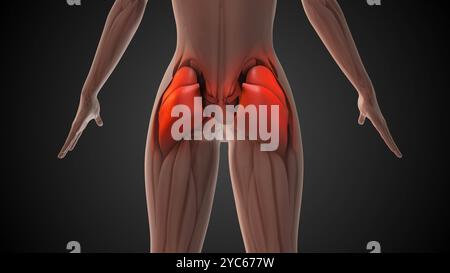 Anatomia muscolare gluteo animazione medica Foto Stock