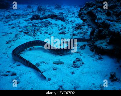 Krait marino cinese (Laticauda semifasciata) Reptilia Foto Stock