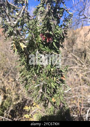 Texas lignum-vitae (Guaiacum angustifolium) Plantae Foto Stock