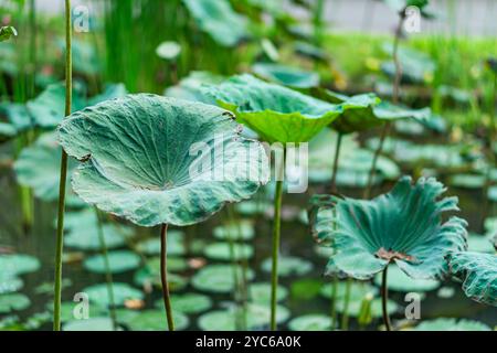 Un tranquillo laghetto pieno di grandi foglie di loto verde, alcune alte sopra l'acqua. Le foglie hanno una superficie ruvida e sono circondate da piccole Foto Stock