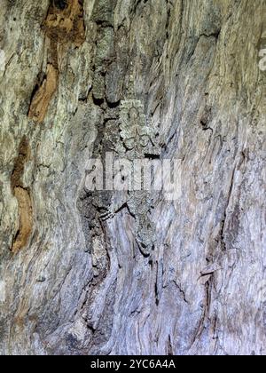 Gecko (Saltuarius swaini) dalla coda di foglia del sud Reptilia Foto Stock