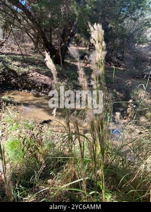 (Andropogon glomeratus) Plantae Foto Stock