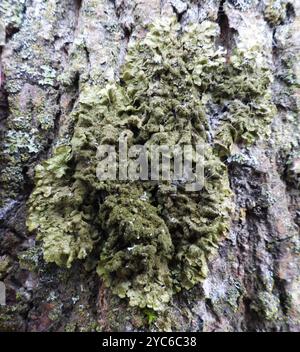 Funghi Lichen mimetici lucidati (Melanelixia glabratula) Foto Stock