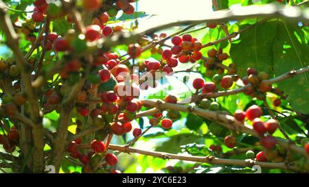 Primo piano di chicchi di caffè maturi e non maturi sul ramo dell'albero del caffè, illuminati dal sole Foto Stock