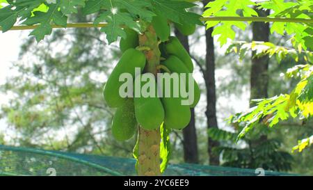 Papaya con frutti verdi accresciuti che crescono in un giardino lussureggiante, luminoso Foto Stock