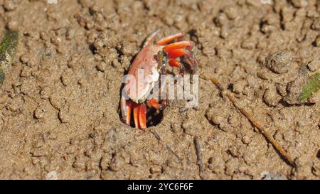 Piccolo granchio che emerge dalla sua tana in un terreno sabbioso e naturale Foto Stock