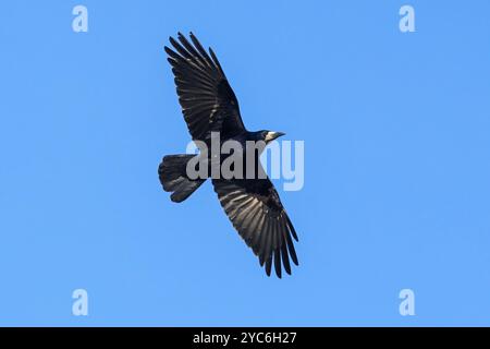 Rook (Corvus frugilegus) in volo contro il cielo blu Foto Stock