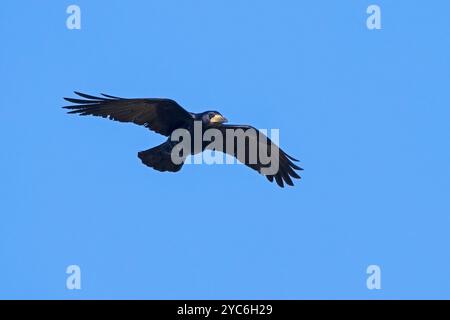 Rook (Corvus frugilegus) in volo contro il cielo blu Foto Stock