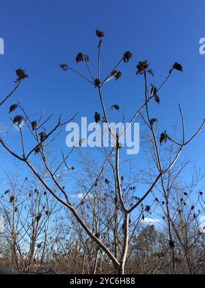 Brillante sumac (Rhus copallinum) Plantae Foto Stock
