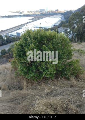 Spina dorsale mediterranea (Rhamnus alaternus) Plantae Foto Stock