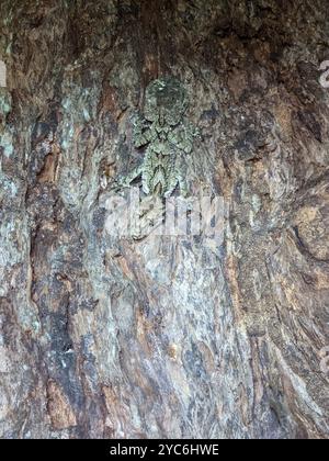 Gecko (Saltuarius swaini) dalla coda di foglia del sud Reptilia Foto Stock