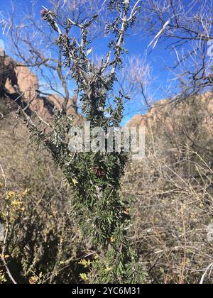 Texas lignum-vitae (Guaiacum angustifolium) Plantae Foto Stock