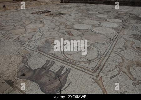 Mosaico di uccelli, pavimento del cortile di un palazzo bizantino del 600 d.C., centoventi medaglioni con uccelli come pellicani, pavoni, cicogne e animali Foto Stock