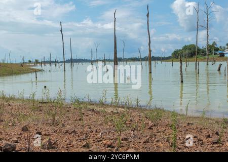 Tranquillo paesaggio del lago Van Blommenstijn, che mostra il contrasto della vita e del decadimento con gli alberi caduti Foto Stock