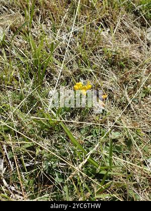 Large Shaggy Bee (Panurgus banksianus) Insecta Foto Stock