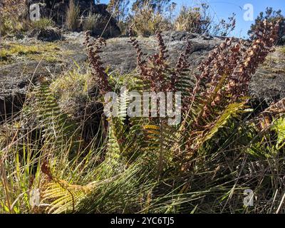 Felce da legno di Wallich (Dryopteris wallichiana) Plantae Foto Stock