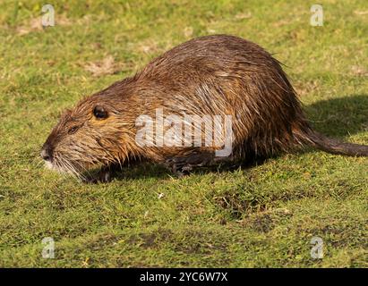 17 ottobre 2024, Schleswig-Holstein, Lübeck: 17.10.2024, Lubecca. Una nutria (Myocastor coypus) corre attraverso un prato nella riserva naturale di Schellbruch a Lubecca sul tratto inferiore. Gli animali provengono dal Sud America e sono considerati una specie invasiva. I roditori, che sono stati deliberatamente introdotti e rilasciati in natura in passato a causa della loro pelliccia, si trovano ora in tutta la Germania e possono essere cacciati quasi ovunque. La carne di nutria è considerata molto gustosa. Foto: Wolfram Steinberg/dpa foto: Wolfram Steinberg/dpa Foto Stock