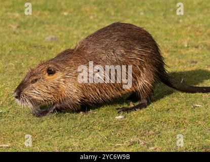 17 ottobre 2024, Schleswig-Holstein, Lübeck: 17.10.2024, Lubecca. Una nutria (Myocastor coypus) corre attraverso un prato nella riserva naturale di Schellbruch a Lubecca sul tratto inferiore. Gli animali provengono dal Sud America e sono considerati una specie invasiva. I roditori, che sono stati deliberatamente introdotti e rilasciati in natura in passato a causa della loro pelliccia, si trovano ora in tutta la Germania e possono essere cacciati quasi ovunque. La carne di nutria è considerata molto gustosa. Foto: Wolfram Steinberg/dpa foto: Wolfram Steinberg/dpa Foto Stock