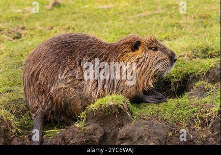 17 ottobre 2024, Schleswig-Holstein, Lübeck: 17.10.2024, Lubecca. Una nutria (Myocastor coypus) si trova nella riserva naturale di Schellbruch a Lubecca, sul tratto inferiore, su un prato vicino a un terrapieno. Gli animali provengono dal Sud America e sono considerati una specie invasiva. I roditori, che sono stati deliberatamente introdotti e rilasciati in natura in passato a causa della loro pelliccia, si trovano ora in tutta la Germania e possono essere cacciati quasi ovunque. La carne di nutria è considerata molto gustosa. Foto: Wolfram Steinberg/dpa foto: Wolfram Steinberg/dpa Foto Stock