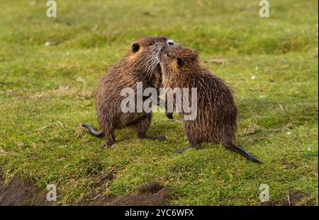 17 ottobre 2024, Schleswig-Holstein, Lübeck: 17.10.2024, Lubecca. Due piccole e giovani nutria (Myocastor coypus) giocano su un prato nella riserva naturale di Schellbruch a Lubecca sul tratto inferiore in un terrapieno. Gli animali provengono dal Sud America e sono considerati una specie invasiva. I roditori, che sono stati deliberatamente introdotti e rilasciati in natura in passato a causa della loro pelliccia, si trovano ora in tutta la Germania e possono essere cacciati quasi ovunque. La carne di nutria è considerata molto gustosa. Foto: Wolfram Steinberg/dpa foto: Wolfram Steinberg/dpa Foto Stock