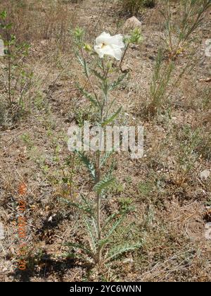 Papavero pungente del sud-ovest (Argemone pleiacantha) Plantae Foto Stock