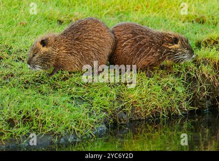 16 ottobre 2024, Schleswig-Holstein, Lübeck: 16.10.2024, Lubecca. Due piccole e giovani nutria (Myocastor coypus) giocano su un prato nella riserva naturale di Schellbruch a Lubecca sul tratto inferiore in un terrapieno. Gli animali provengono dal Sud America e sono considerati una specie invasiva. I roditori, che sono stati deliberatamente introdotti e rilasciati in natura in passato a causa della loro pelliccia, si trovano ora in tutta la Germania e possono essere cacciati quasi ovunque. La carne di nutria è considerata molto gustosa. Foto: Wolfram Steinberg/dpa foto: Wolfram Steinberg/dpa Foto Stock