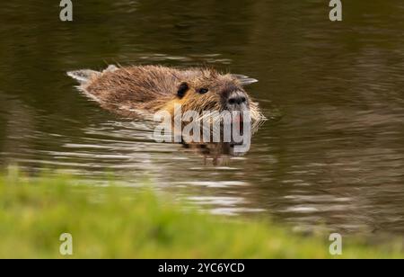 17 ottobre 2024, Schleswig-Holstein, Lübeck: 17.10.2024, Lubecca. Una nutria (Myocastor coypus) nuota in un piccolo corso d'acqua nella riserva naturale di Schellbruch a Lubecca sul tratto inferiore. Gli animali provengono dal Sud America e sono considerati una specie invasiva. I roditori, che sono stati deliberatamente introdotti e rilasciati in natura in passato a causa della loro pelliccia, si trovano ora in tutta la Germania e possono essere cacciati quasi ovunque. La carne di nutria è considerata molto gustosa. Foto: Wolfram Steinberg/dpa foto: Wolfram Steinberg/dpa Foto Stock