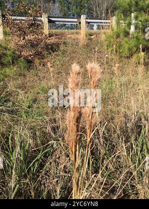 (Andropogon glomeratus) Plantae Foto Stock