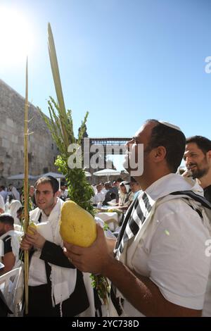 Un ebreo che indossa scialli di preghiera o Talith prega al muro Occidentale mentre tiene in mano quattro specie un enorme Esrog incluso durante Sukkot o la Festa dei Tabernacoli Foto Stock