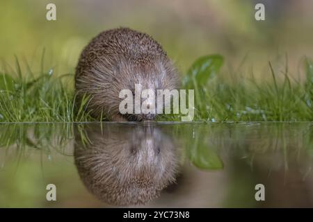 Il riccio europeo (Erinaceus europaeus) beve acqua dallo stagno all'alba. Si tratta di una specie di ricci originaria dell'Europa, dall'Iberia e dall'Italia verso nord Foto Stock