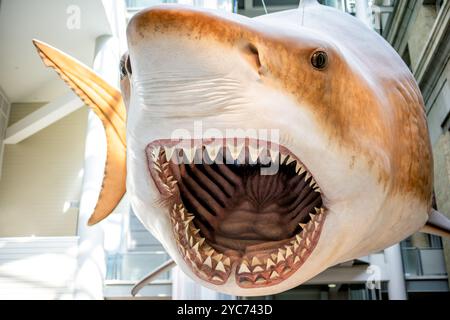 Megalodon Model Washington DC // WASHINGTON DC — Un modello a grandezza naturale di Carcharocles megalodon, sospeso dal soffitto, illustra drammaticamente l'enorme scala di questa specie di squali estinta. Il modello dimostra le enormi proporzioni di quello che un tempo era il predatore dell'oceano, che visse da circa 23 a 3,6 milioni di anni fa. Questa specie preistorica di squali poteva raggiungere lunghezze fino a 60 piedi. Foto Stock