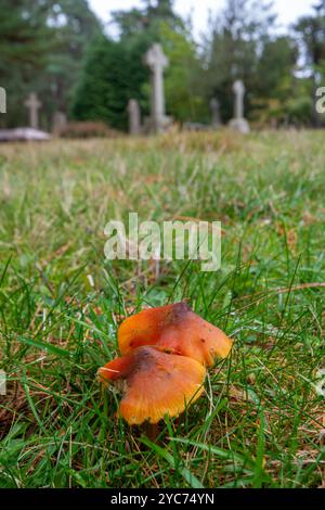 Cappe cerose annerenti (Hygrocybe conica), funghi di prato o funghi che crescono in un cimitero vicino alle tombe, Surrey, Inghilterra, Regno Unito, durante l'autunno Foto Stock