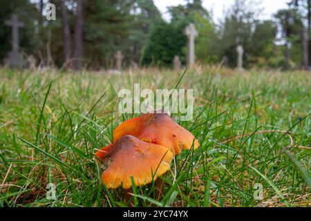 Cappe cerose annerenti (Hygrocybe conica), funghi di prato o funghi che crescono in un cimitero vicino alle tombe, Surrey, Inghilterra, Regno Unito, durante l'autunno Foto Stock