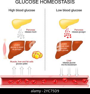 Omeostasi del glucosio. regolazione del glucosio nel sangue. Secrezione di insulina. Rilascio del glucagone. Fegato e pancreas. Diagramma vettoriale Illustrazione Vettoriale