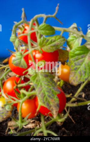 Primo piano naturale Ritratto ortofrutticolo del pomodoro piccolo e prolifico «profusione rossa». pianta di pomodoro, famiglia nightshade, pomodoro, pomodoro, cibo Foto Stock