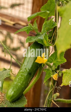 Cetriolo «Socrate», Cucumis sativus «Socrate», foglie e fiori di frutta. Ritratto naturale di piante alimentari da vicino. fruttato, aromatizzato, tradizionale, Foto Stock