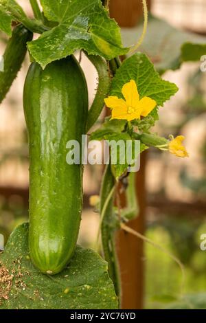 Cetriolo «Socrate», Cucumis sativus «Socrate», foglie e fiori di frutta. Ritratto naturale di piante alimentari da vicino. fruttato, aromatizzato, tradizionale, Foto Stock