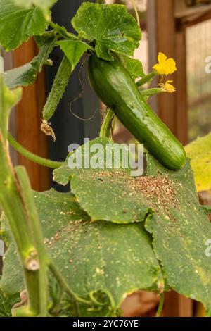 Cetriolo «Socrate», Cucumis sativus «Socrate», foglie e fiori di frutta. Ritratto naturale di piante alimentari da vicino. fruttato, aromatizzato, tradizionale, Foto Stock