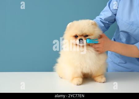 Veterinario spazzolamento denti di cane della Pomerania su sfondo blu Foto Stock